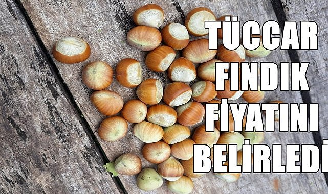 Tüccar fındık fiyatını açıkladı, TMO&#039;nun altında kaldı!