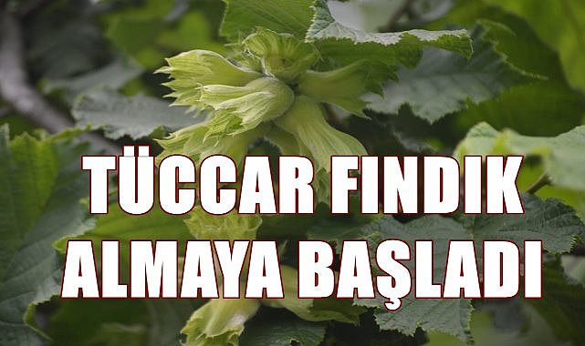 Tüccar ilk fındığı satın aldı, fındık fiyatı sürpriz oldu