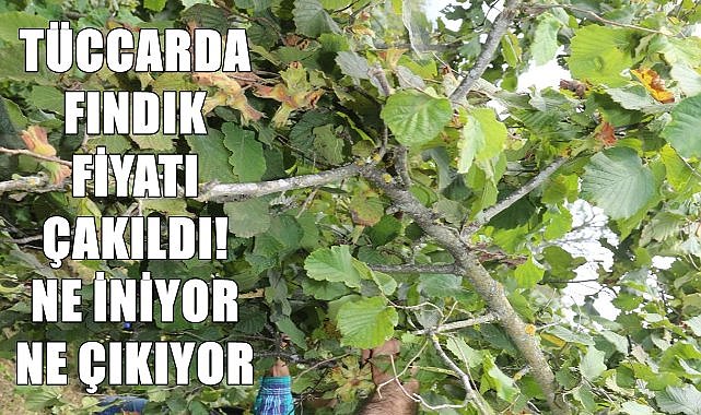 Tüccarda fındık fiyatı 115 TL&#039;ye çakıldı, ne iniyor, ne çıkıyor!