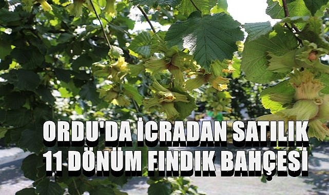 10 Bin  991 m2 Fındık Bahçesi 897 Bin 643 TL