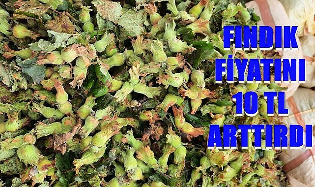 Fındık Alım Fiyatın 10 TL Birden Yükseltti
