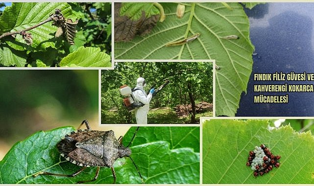 Fındık Filiz Güvesi ve Kahverengi Kokarca ile Mücadele  İçin Kritik Duyuru