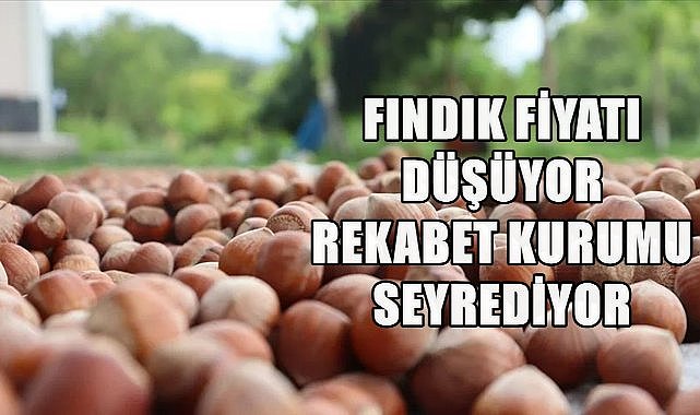 Fındık Fiyatı Düşüyor Rekabet Kurumu İzliyor