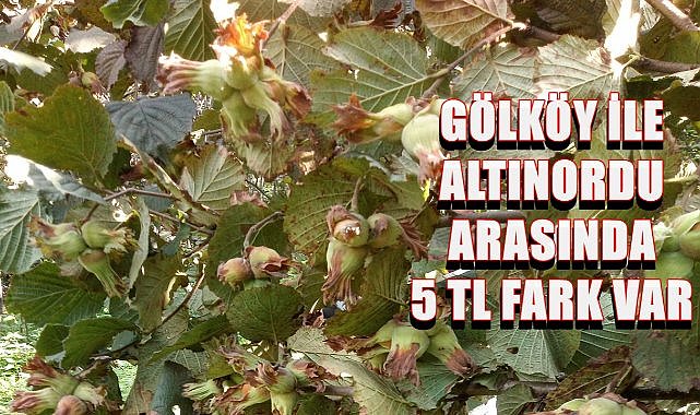Fındık Fiyatı Gölköy&#039;de Altınordu&#039;dan 5 TL Daha Yüksek; İlçelere Göre Fındık Fiyatı
