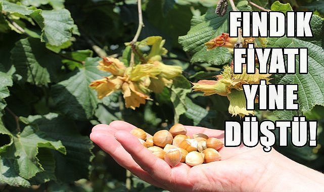 Fındık Fiyatı Yine Düştü; Çakıldak Fındık Fiyatının Yüksekliği Dikkat Çekiyor