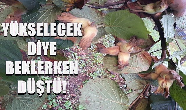 Fındık fiyatı yükselecek diye beklerken düştü: 5 Ay Önce Fındık 125 TL&#039;den Satıldı