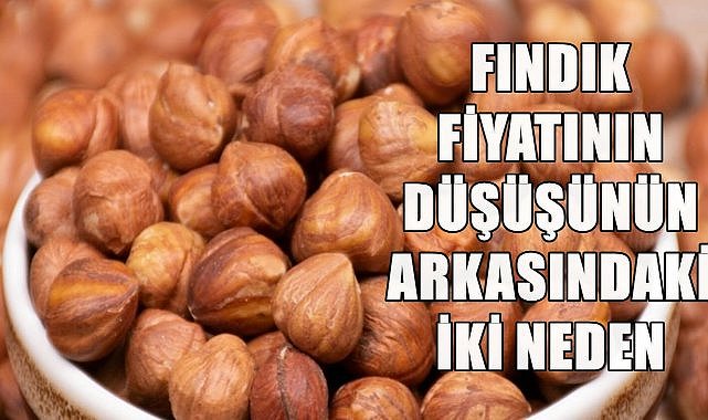 Fındık Fiyatında Ani Düşüş; Panik Havası ve Ferrero&#039;nun Katı Alım Kriterleri
