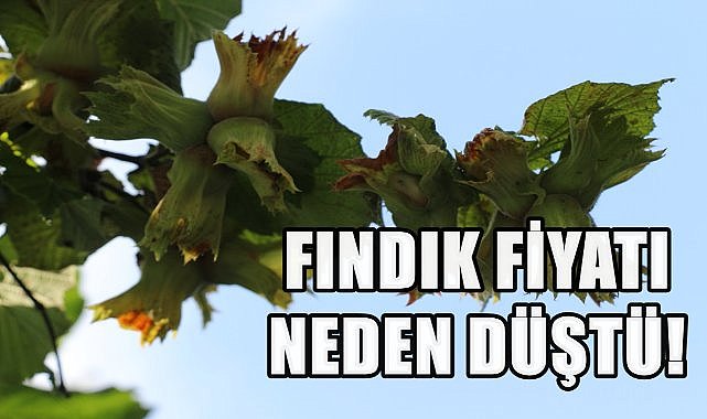 Fındık Fiyatında Beklenmedik Gelişmeler; Fındık Fiyatı Düşüşe Geçti!