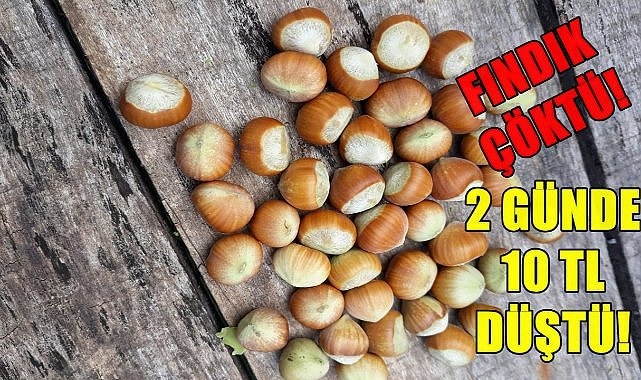 Fındık Fiyatında Şok ! Düşüş Durdurulamıyor, İki Günde 10 TL Düştü