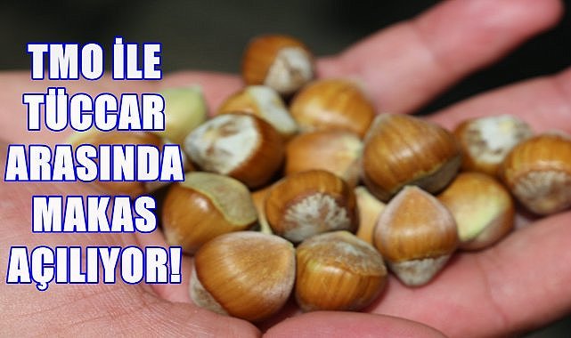 Fındık Fiyatında TMO İle Tüccar Arasında Fark Açılıyor; Fark 25 TL Oldu