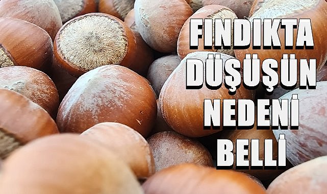 Fındık Fiyatını Kokarca Düşürdü; Fiyatların Artması İçin O Tarih Bekleniliyor!