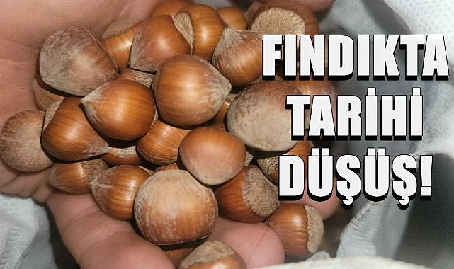 Fındık Fiyatlarında Tarihi Düşüş! Fındık Fiyatı 100 TL&#039;ye İnmek Üzere!
