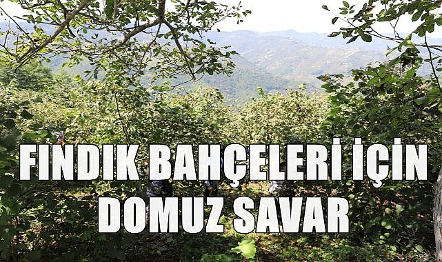 Fındık Üreticilerine Domuz Kovucu Cihaz Müjdesi
