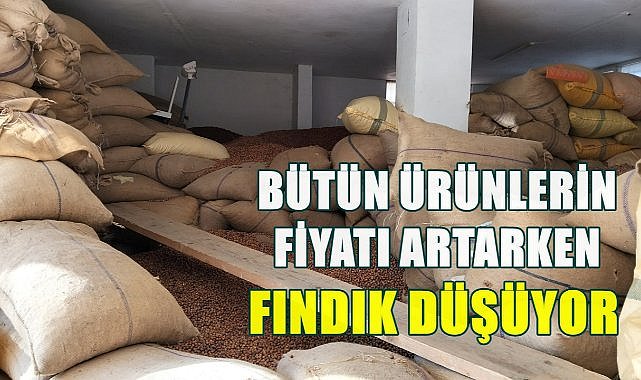 Fındıkta Bunu Kimse Beklemiyordu; Fındık Fiyatı  Eylül Ayında Düştü