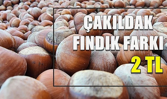 Giresun Levant Kalite Yağlı Fındıktan Sonra Ordu Çakıldak Fındıkta Yüksek Fiyattan Alınıyor
