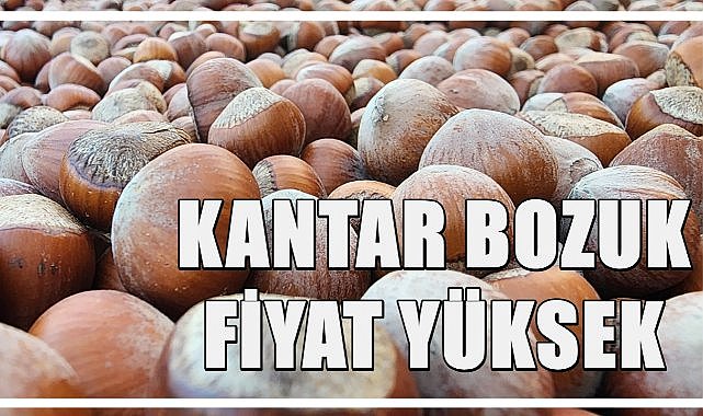 Kantarı Bozan Tüccar Fındık Fiyatını Yükseltti!
