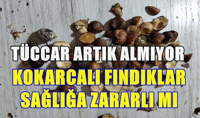 Kokarcalı Fındık Sağlığa Zararlı mı? Tüccar Kokarcalı Fındık Almıyor!