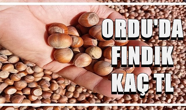 Ordu&#039;da bugün fındık fiyatı kaç TL oldu?