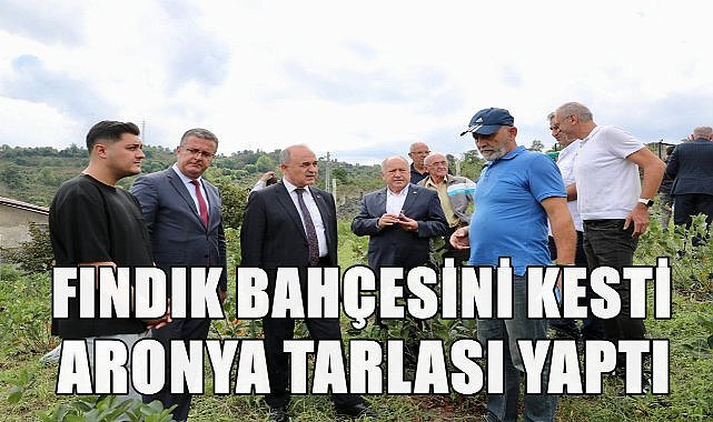 Ordu&#039;da Fındık Bahçesi Aronya Tarlasına Dönüştü