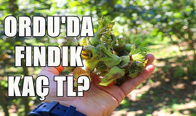 Ordu&#039;da Fındık Fiyatı 23.09.2024