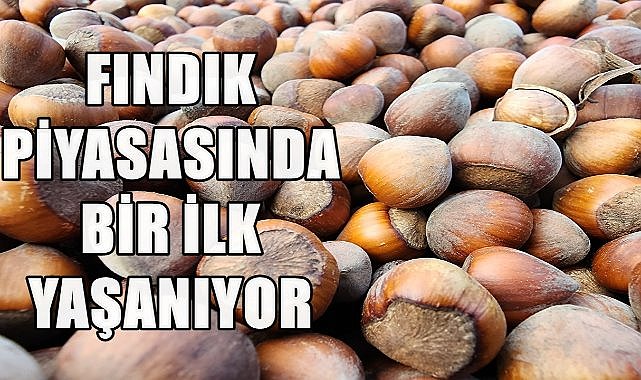 Ordu'da Fındık Fiyatlarında Bir İlk Yaşanıyor: Fiyatlar Kilitlendi