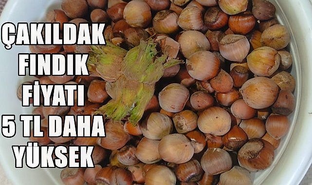Ordu&#039;da Fındık Kaç TL Oldu? Çakıldak Fındık Fiyatı Yükseldi