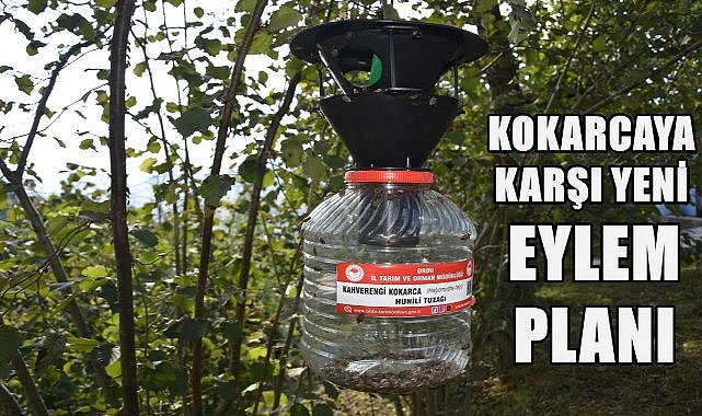 Ordu&#039;da Kahverengi Kokarcaya Karşı Yeni Eylem Planı Başlıyor!