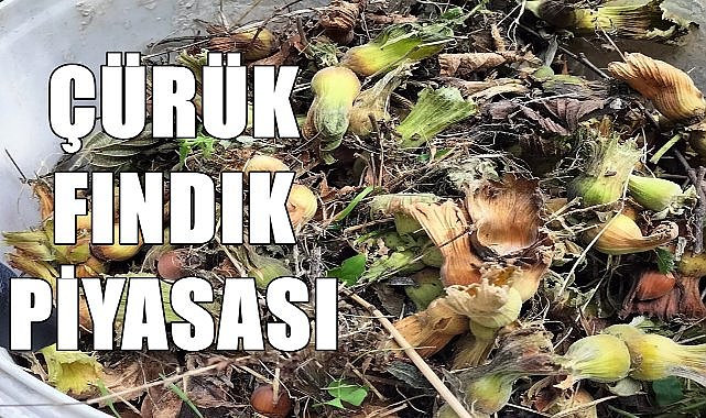 Ordu&#039;da Kokarcalı Çürük Fındık Piyasası; Fiyatlar 60 TL&#039;ye kadar Düştü!