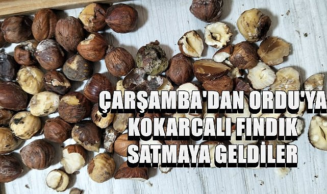 Samsun Çarşamba&#039;dan Kokarcalı Fındıkları Satmak İçin Ordu&#039;ya Getirdiler