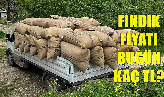 Fındık Fiyatı 10.10.2024
