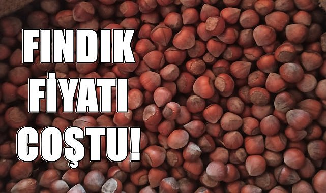 Fındık Fiyatı Coştu; Fındık Fiyatı Yine Yükseldi!