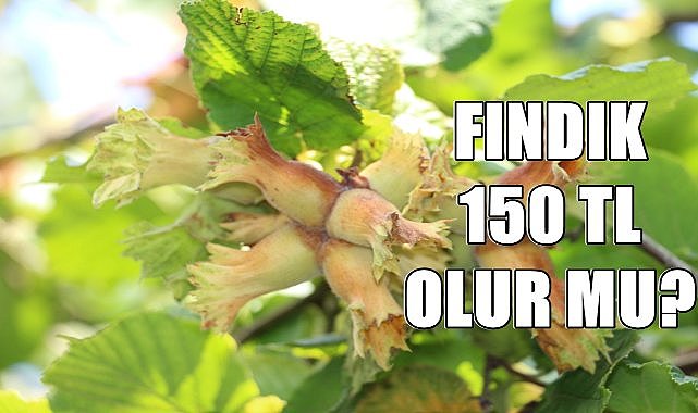 Fındık Fiyatı Hız Kesmiyor; Üreticinin Gözü 150 TL&#039;de