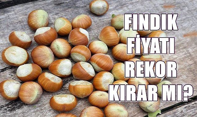Fındık Fiyatı Rekor Kırar mı? Fındık Fiyatı Yükselişini Sürdürüyor!