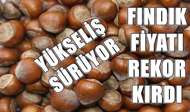 Fındık Fiyatı Rekor Kırdı; İşte Rekor Fındık Fiyatı