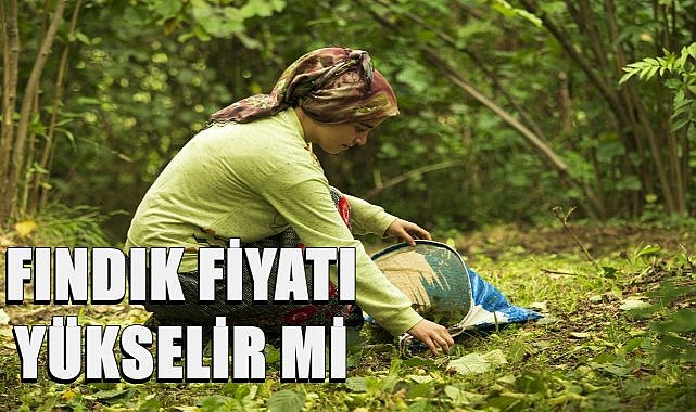 Fındık Fiyatı Yükselir mi, Fındık Bugün Kaç TL?