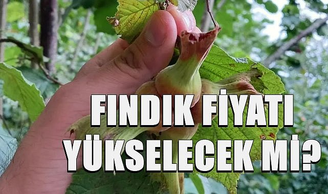 Fındık Fiyatı Yükselir mi? Ordu&#039;da Fındık Fiyatı