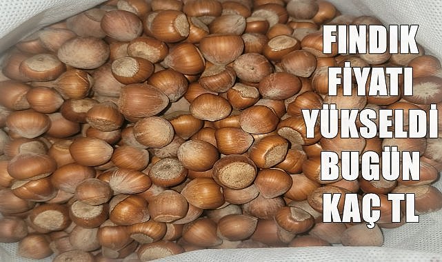 Fındık Fiyatı Yükselmeye Başladı; Ordu&#039;da Bugün Fındık Kaç TL Oldu?