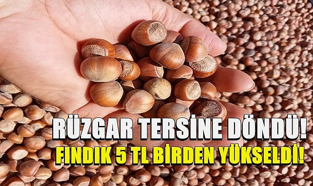 Fındık Fiyatlarında Rüzgar Tersine Döndü: Fındık Fiyatı 5 TL Birden Yükseldi