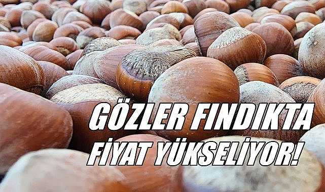 Gözler Fındık Fiyatında; Fındık Fiyatı Yükseldi!