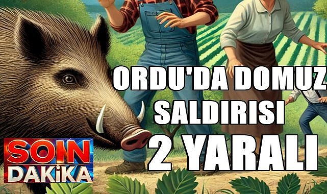 Ordu&#039;da Fındık Bahçesinde Yaban Domuzu Saldırısı; 2 Yaralı