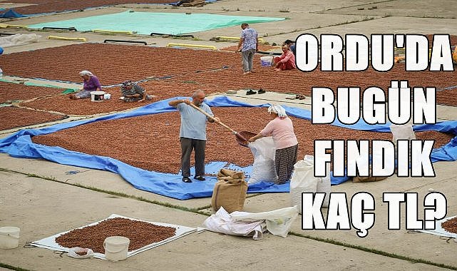 Ordu&#039;da Fındık Fiyatı 04.10.2024