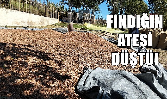 Ordu&#039;da Fındık Fiyatı 27.10.2024