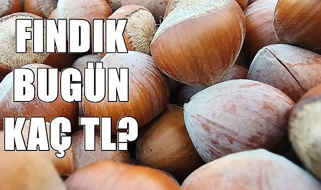 Ordu&#039;da Fındık Fiyatı 28.10.2024