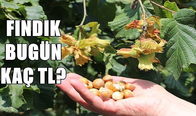 Ordu&#039;da Fındık Fiyatı 29.10.2024