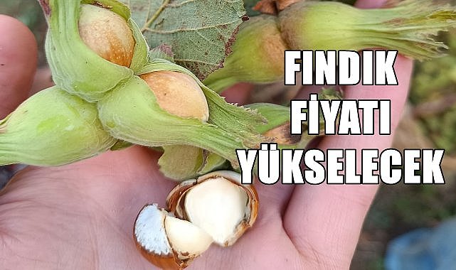 Ordu&#039;da Fındık Fiyatı, Yeni Haftanın İlk Günü Fındık Kaç TL?