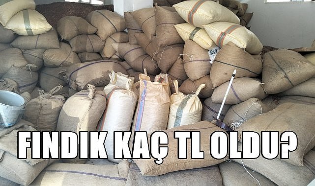 Ordu&#039;da Fındık Fiyatı 30.10.2024