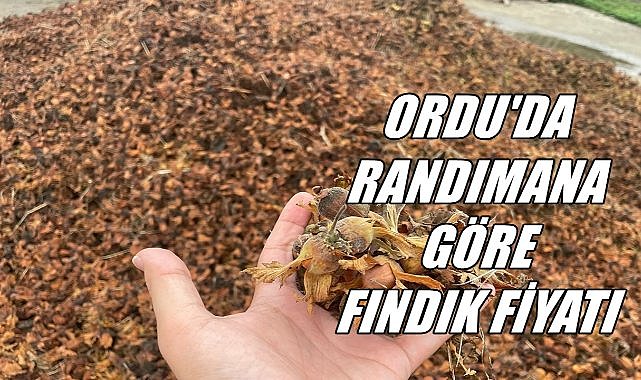 Ordu&#039;da Randımanına Göre Fındık Fiyatı