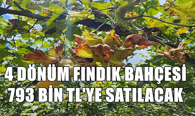 4 Dönüm Fındık Bahçesinin Değeri Belli Oldu
