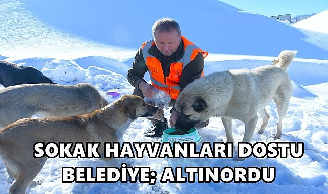 Altınordu Belediyesi Sokak Hayvanları İçin Günlük 500 KG Mama Üretiyor