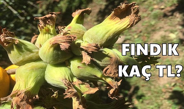Çakıldak Fındık Fiyatı Fark Atıyor!